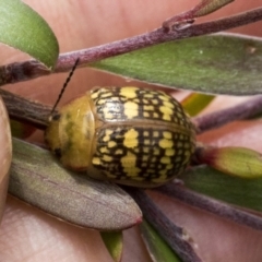 Paropsis pictipennis at Hawker, ACT - 27 Nov 2022 11:56 AM