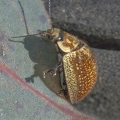 Paropsisterna cloelia (Eucalyptus variegated beetle) at QPRC LGA - 24 Nov 2022 by WHall