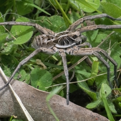 Tasmanicosa sp. (genus) (Unidentified Tasmanicosa wolf spider) at Googong, NSW - 19 Nov 2022 by WHall