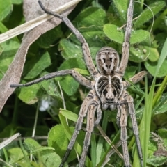 Tasmanicosa sp. (genus) at Googong, NSW - 19 Nov 2022