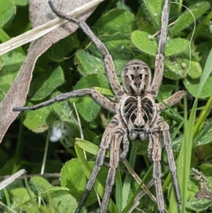 Tasmanicosa sp. (genus) at Googong, NSW - 19 Nov 2022