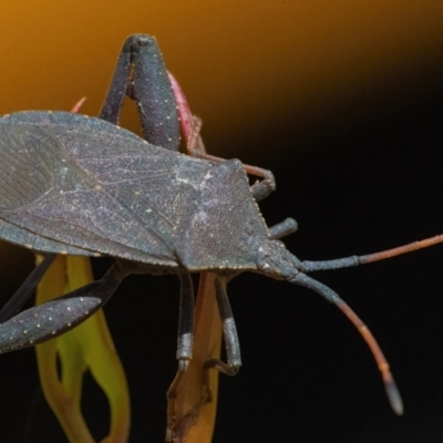 Amorbus (genus) (Eucalyptus Tip bug) at Googong, NSW - 19 Nov 2022 by WHall