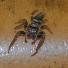 Unidentified Spider (Araneae) at Googong, NSW - 19 Nov 2022 by WHall