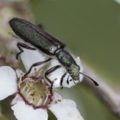 Eleale simplex (Clerid beetle) at Hawker, ACT - 27 Nov 2022 by AlisonMilton