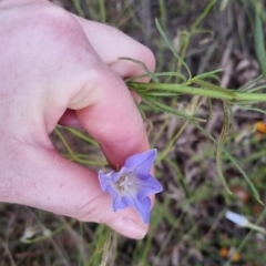 Wahlenbergia stricta subsp. stricta (Tall Bluebell) at Bungendore, NSW - 27 Nov 2022 by clarehoneydove