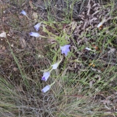 Wahlenbergia stricta subsp. stricta at Bungendore, NSW - 27 Nov 2022