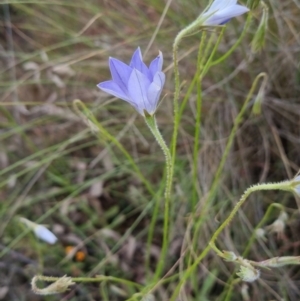 Wahlenbergia stricta subsp. stricta at Bungendore, NSW - 27 Nov 2022
