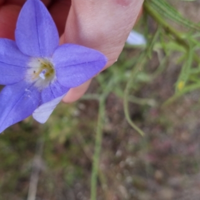 Wahlenbergia sp. (Bluebell) at Bungendore, NSW - 27 Nov 2022 by clarehoneydove