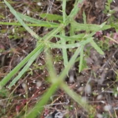 Wahlenbergia sp. at Bungendore, NSW - 27 Nov 2022