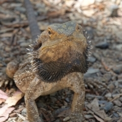 Pogona barbata (Eastern Bearded Dragon) at Oxley Wild Rivers National Park - 24 Nov 2022 by RobG1