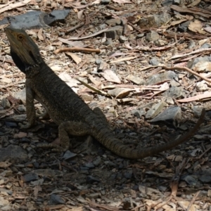 Pogona barbata at Oxley Wild Rivers National Park - suppressed