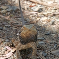 Pogona barbata at Oxley Wild Rivers National Park - suppressed