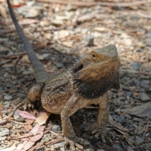 Pogona barbata at Oxley Wild Rivers National Park - 24 Nov 2022