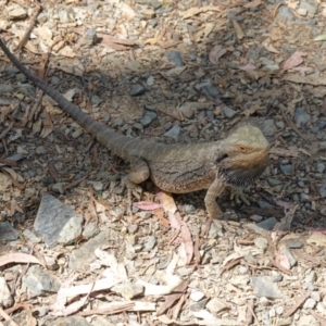 Pogona barbata at Oxley Wild Rivers National Park - suppressed
