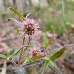 Opercularia hispida (Hairy Stinkweed) at Yass River, NSW - 27 Nov 2022 by SenexRugosus