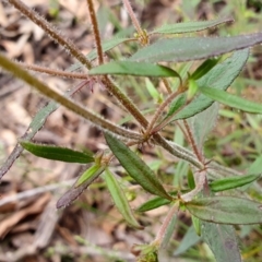 Opercularia hispida at Yass River, NSW - 27 Nov 2022