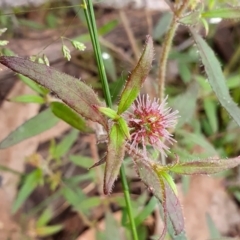 Opercularia hispida at Yass River, NSW - 27 Nov 2022