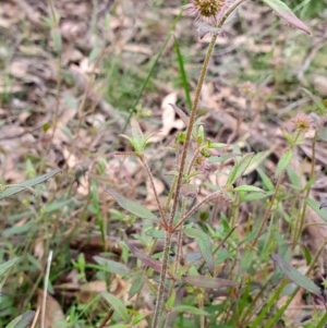 Opercularia hispida at Yass River, NSW - 27 Nov 2022