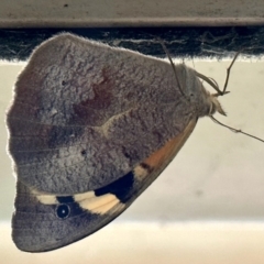Heteronympha merope (Common Brown Butterfly) at Aranda, ACT - 27 Nov 2022 by KMcCue