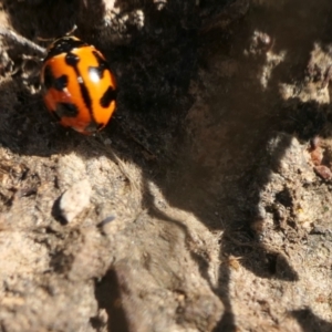 Coccinella transversalis at Yass River, NSW - 25 Nov 2022 04:40 PM