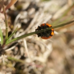 Coccinella transversalis at Yass River, NSW - 25 Nov 2022