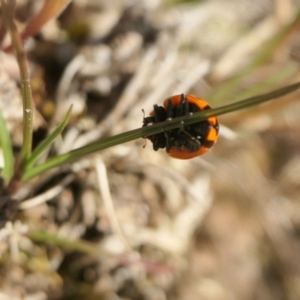 Coccinella transversalis at Yass River, NSW - 25 Nov 2022 04:40 PM