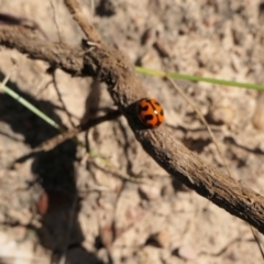 Coccinella transversalis at Yass River, NSW - 25 Nov 2022