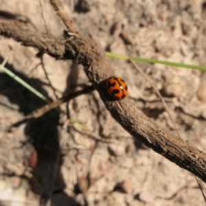 Coccinella transversalis at Yass River, NSW - 25 Nov 2022 04:40 PM