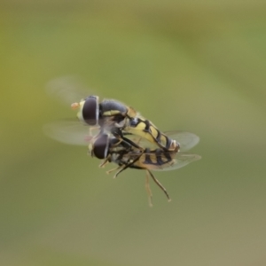 Simosyrphus grandicornis at Hawker, ACT - 27 Nov 2022