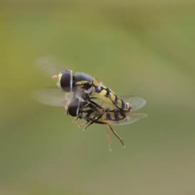 Simosyrphus grandicornis (Common hover fly) at Hawker, ACT - 27 Nov 2022 by AlisonMilton