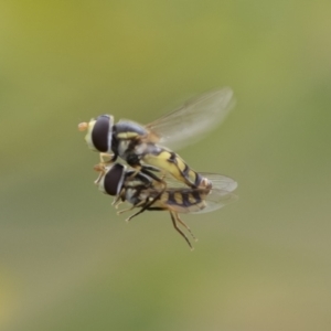 Simosyrphus grandicornis at Hawker, ACT - 27 Nov 2022