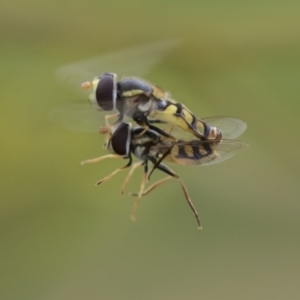 Simosyrphus grandicornis at Hawker, ACT - 27 Nov 2022