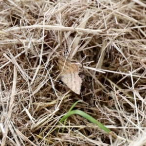 Scopula rubraria at Aranda, ACT - 27 Nov 2022