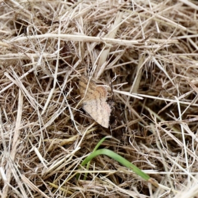 Scopula rubraria (Reddish Wave, Plantain Moth) at Aranda, ACT - 27 Nov 2022 by KMcCue