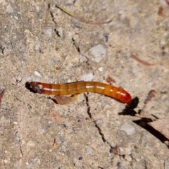 Tenebrionidae (family) (Darkling beetle) at Tidbinbilla Nature Reserve - 27 Nov 2022 by Venture