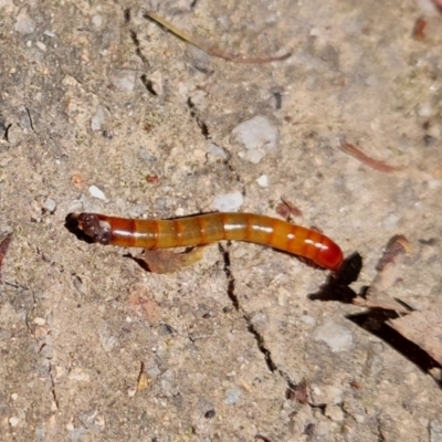 Tenebrionidae (family) (Darkling beetle) at Tidbinbilla Nature Reserve - 27 Nov 2022 by Venture