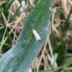 Unidentified Pyralid or Snout Moth (Pyralidae & Crambidae) at Aranda, ACT - 27 Nov 2022 by KMcCue