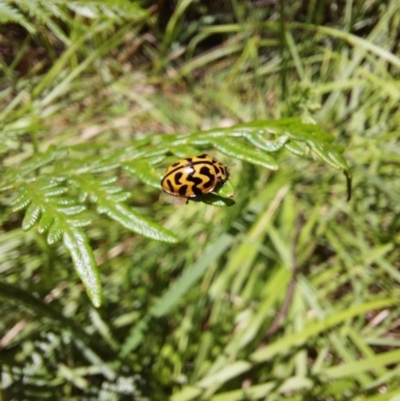 Cleobora mellyi (Southern Ladybird) at Tidbinbilla Nature Reserve - 27 Nov 2022 by Venture