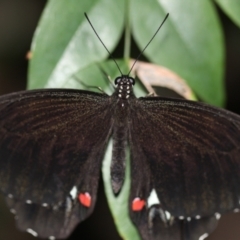 Papilio aegeus (Orchard Swallowtail, Large Citrus Butterfly) at Melba, ACT - 22 Feb 2022 by naturedude