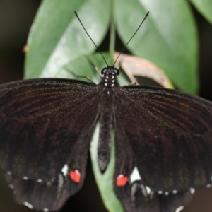 Papilio aegeus at Melba, ACT - 22 Feb 2022