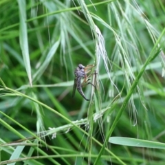 Cerdistus sp. (genus) (Yellow Slender Robber Fly) at GG182 - 27 Nov 2022 by KMcCue