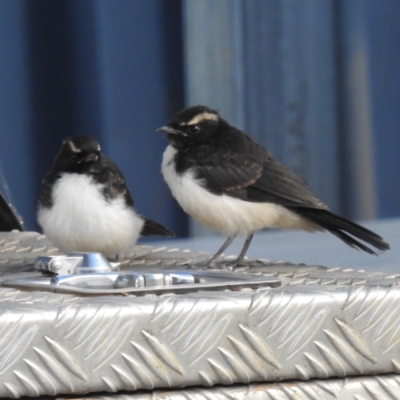Rhipidura leucophrys (Willie Wagtail) at Lions Youth Haven - Westwood Farm A.C.T. - 27 Nov 2022 by HelenCross