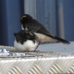 Rhipidura leucophrys at Kambah, ACT - 27 Nov 2022