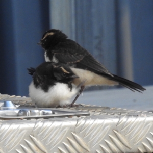 Rhipidura leucophrys at Kambah, ACT - 27 Nov 2022