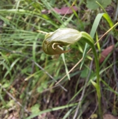 Pterostylis nutans (Nodding Greenhood) at Tidbinbilla Nature Reserve - 27 Nov 2022 by Venture