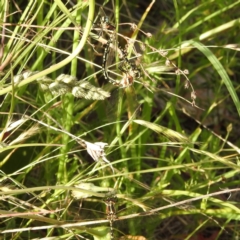 Synthemis eustalacta (Swamp Tigertail) at Lions Youth Haven - Westwood Farm A.C.T. - 27 Nov 2022 by HelenCross