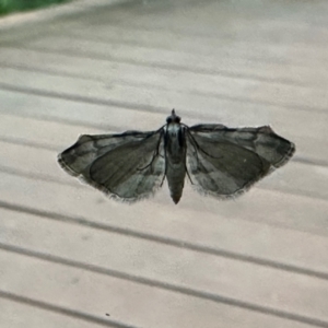 Chloroclystis approximata at Aranda, ACT - 27 Nov 2022 06:28 PM