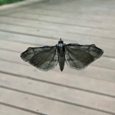 Chloroclystis approximata (Plumed or Cherry Looper) at Aranda, ACT - 27 Nov 2022 by KMcCue