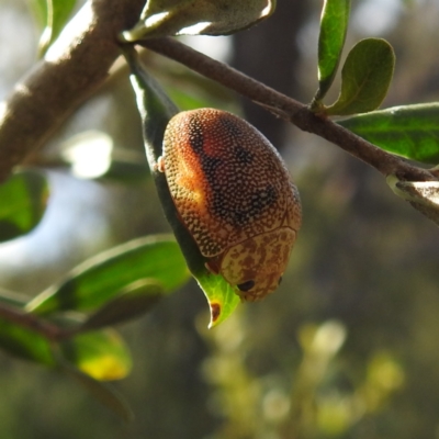 Paropsis atomaria (Eucalyptus leaf beetle) at Lions Youth Haven - Westwood Farm A.C.T. - 27 Nov 2022 by HelenCross