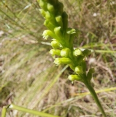 Microtis unifolia (Common Onion Orchid) at Paddys River, ACT - 27 Nov 2022 by Venture